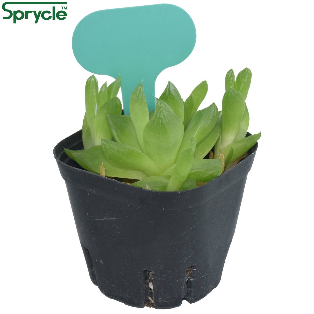 Sprycle 50Pcs 50*70Mm Kleurrij - Garden Label Marker recensie en prijs